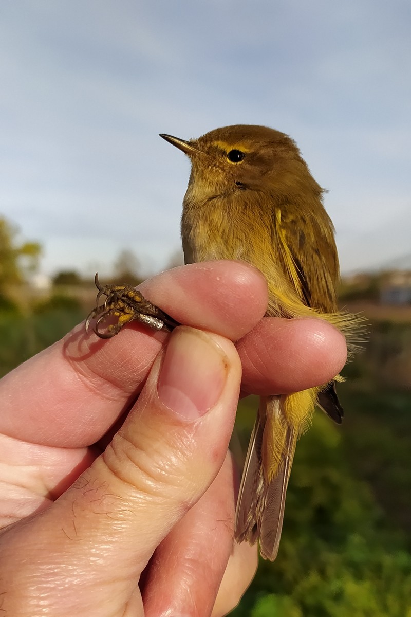 Common Chiffchaff - ML646181580