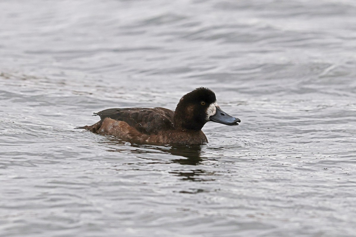 Морская чернеть - ML646181583