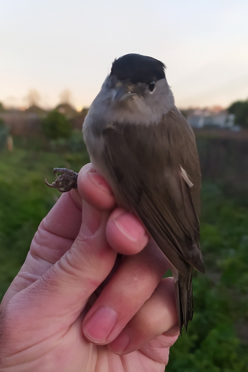 Eurasian Blackcap - ML646181584