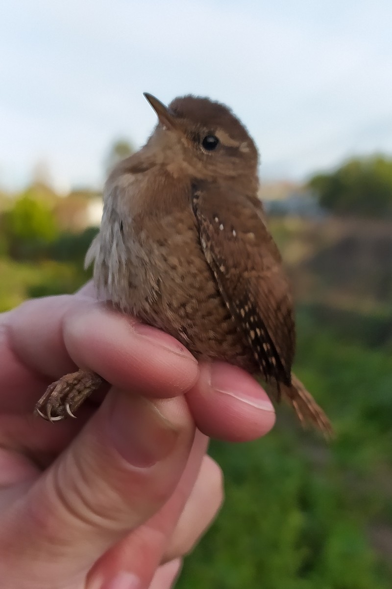 Eurasian Wren - ML646181587