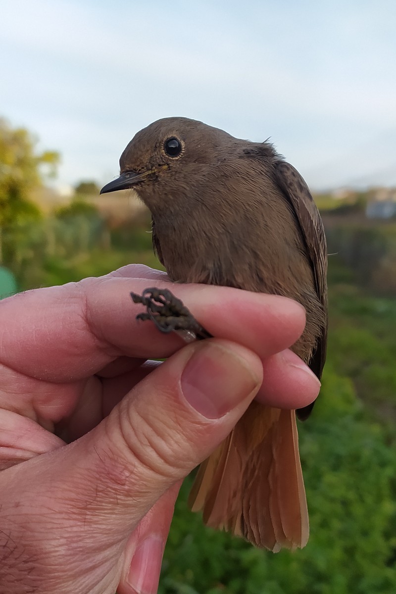 Black Redstart - ML646181588