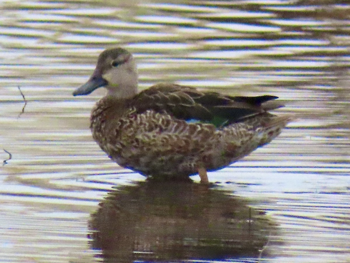 שרשיר כחול-כנף - ML646181589