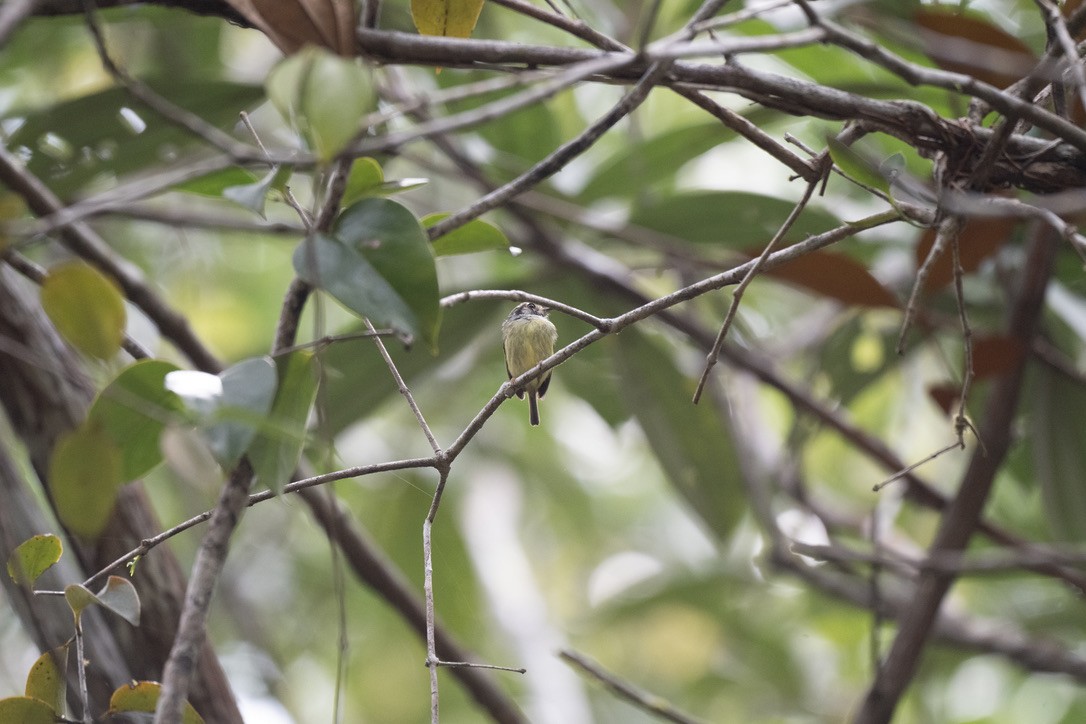 Microtyran oreillard - ML646181590