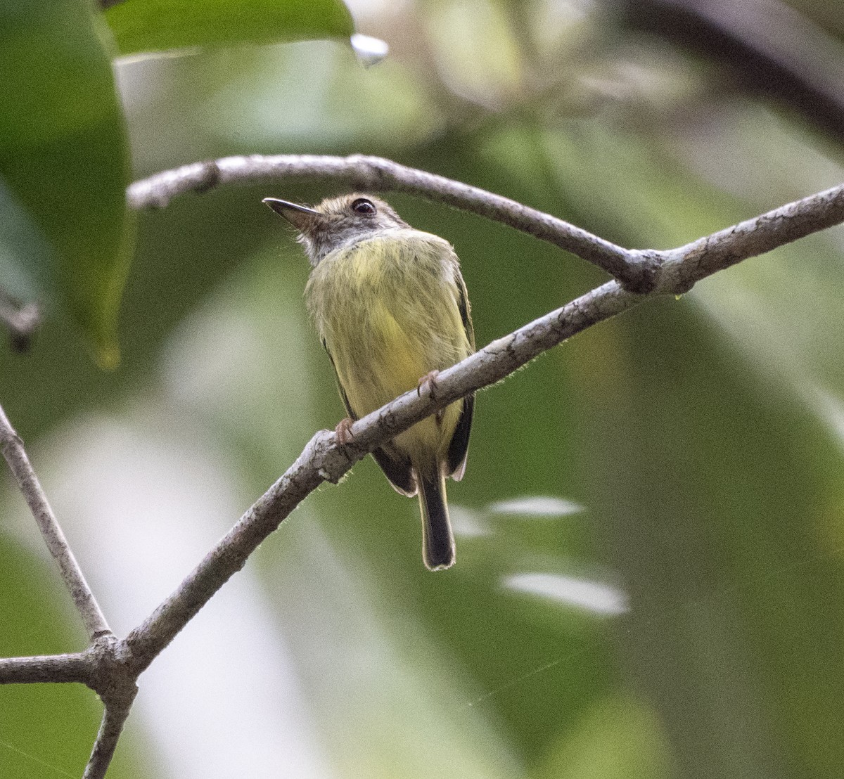 Microtyran oreillard - ML646181591