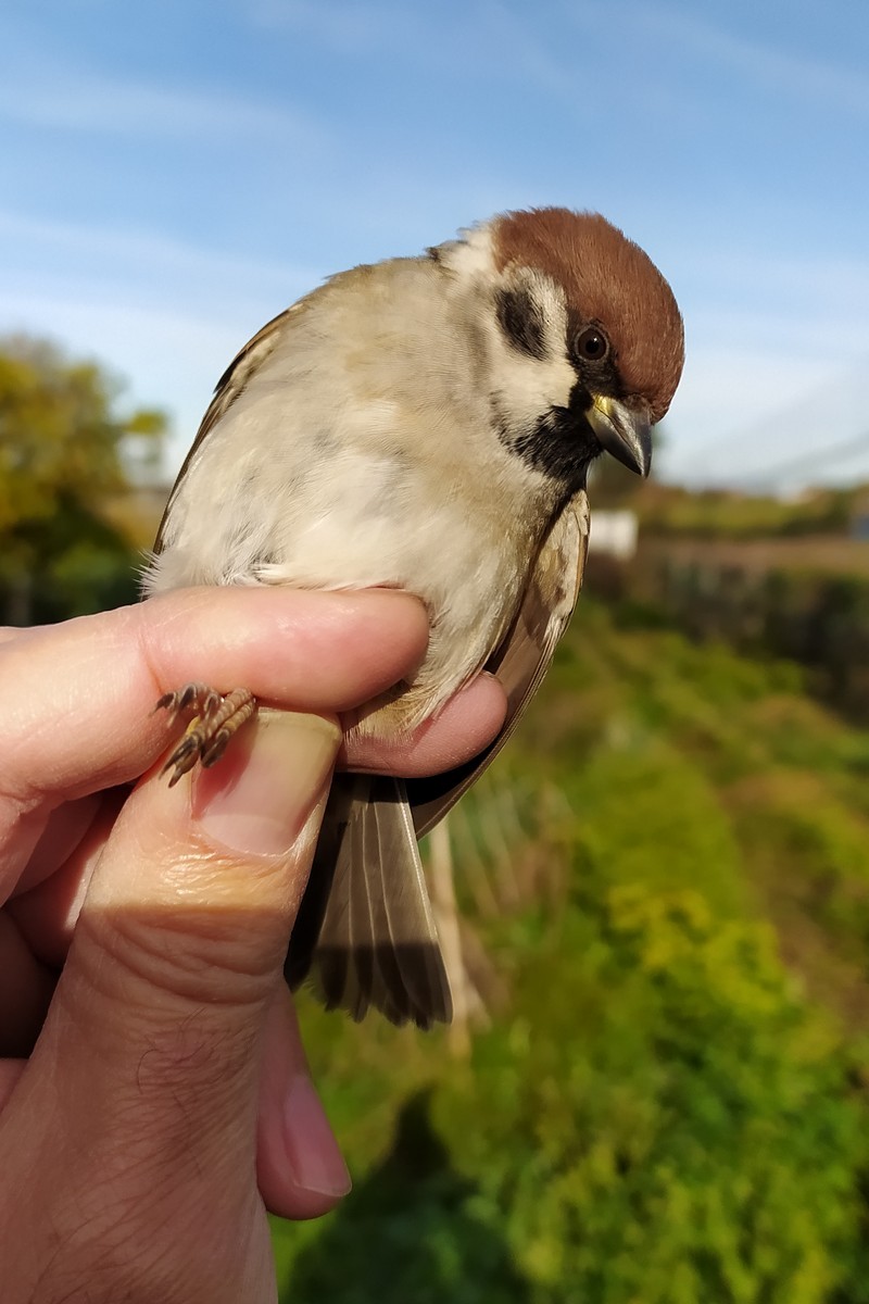 Eurasian Tree Sparrow - ML646181592