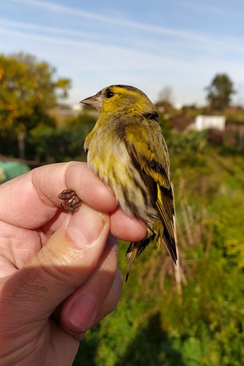 Eurasian Siskin - ML646181593