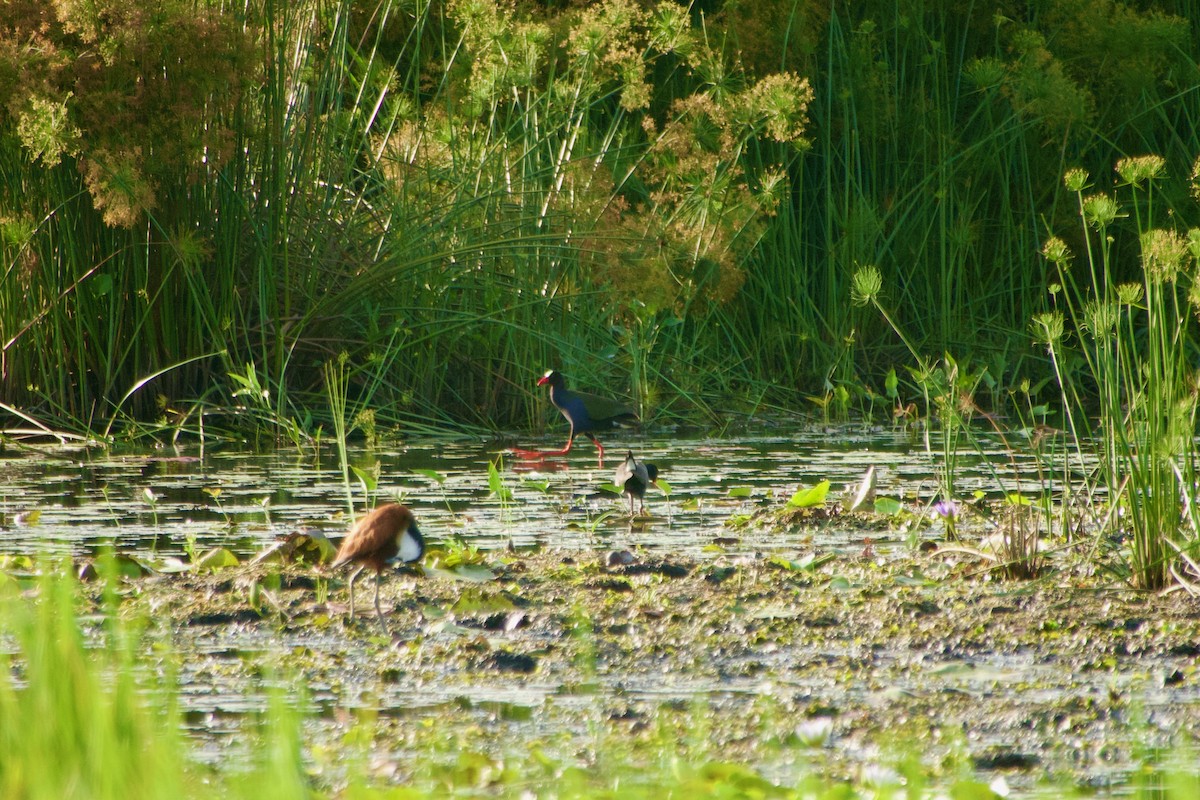 Allen's Gallinule - ML646181594