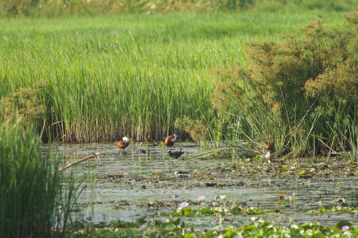 Allen's Gallinule - ML646181596
