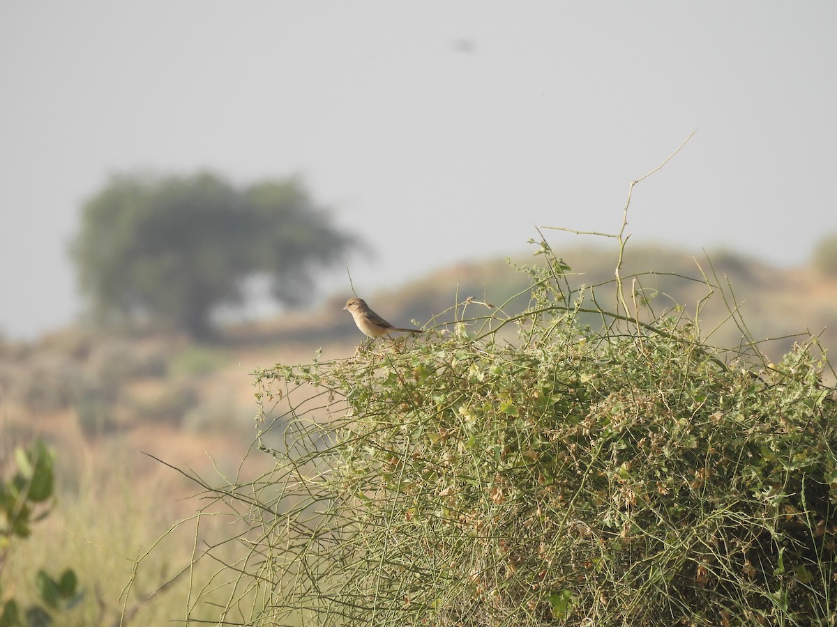 isabellavarsler - ML646181598