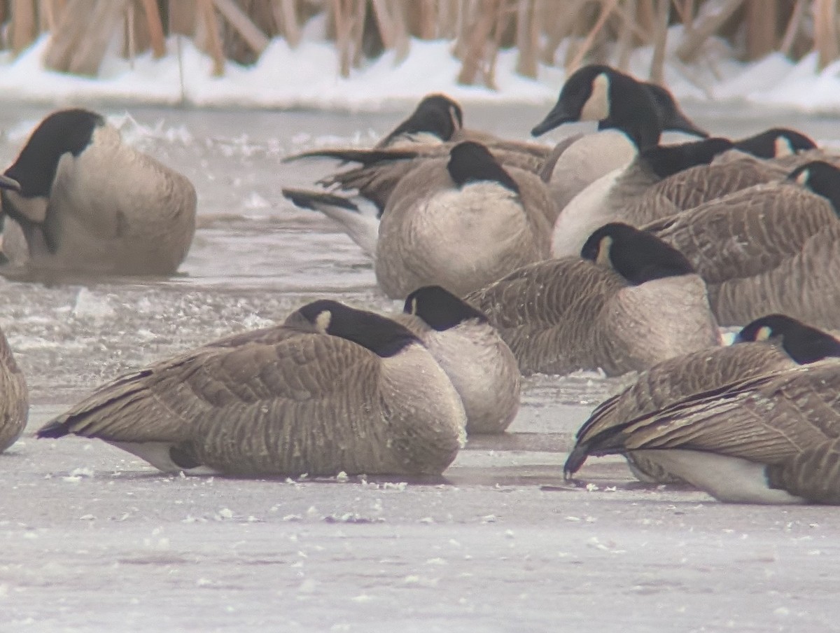 Cackling Goose - ML646181608