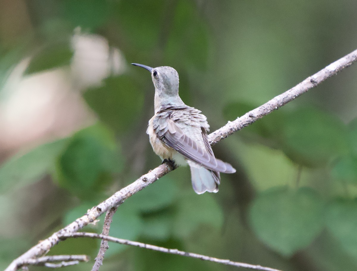 Buffy Hummingbird - ML646181610