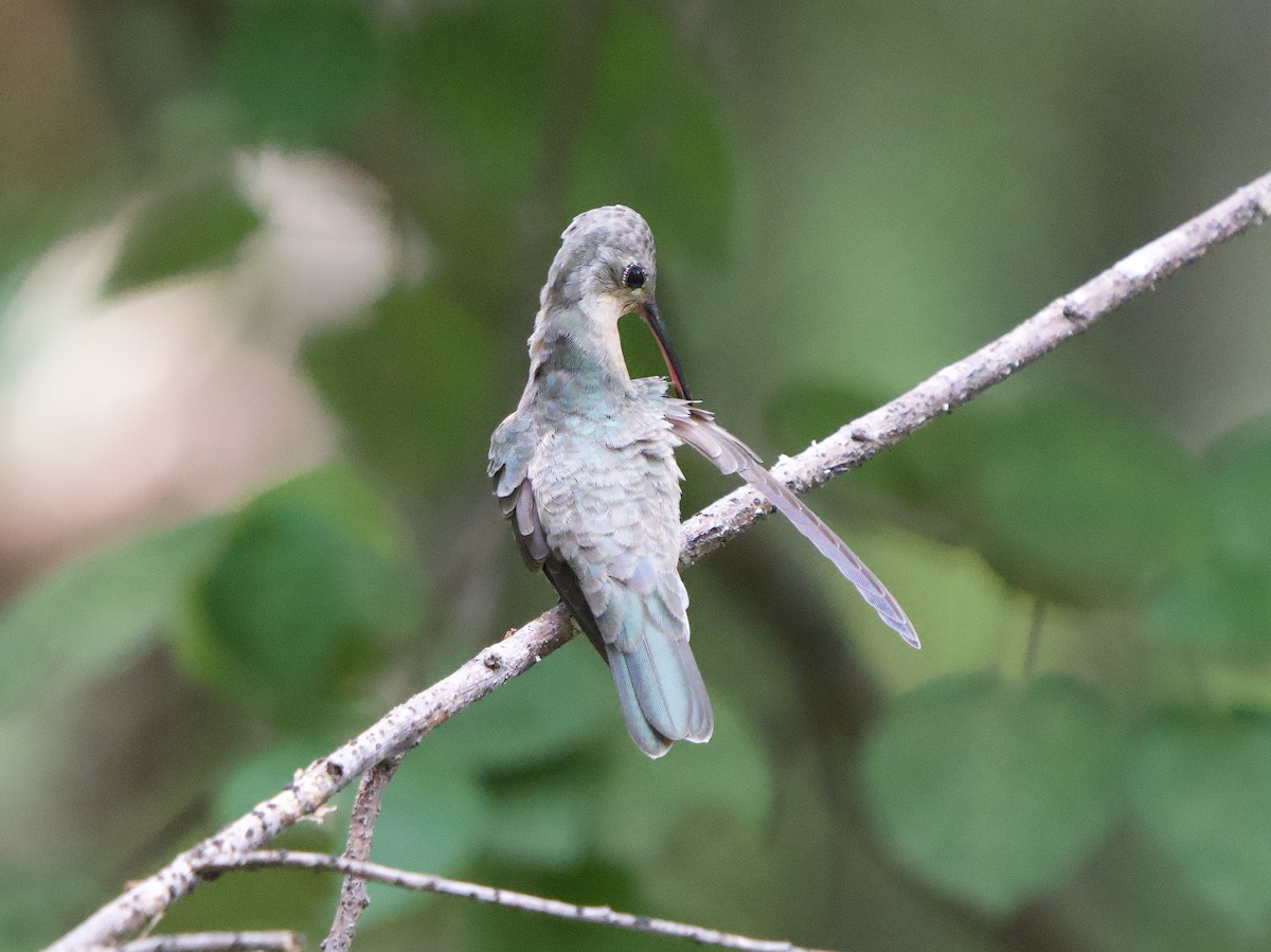 Buffy Hummingbird - ML646181612