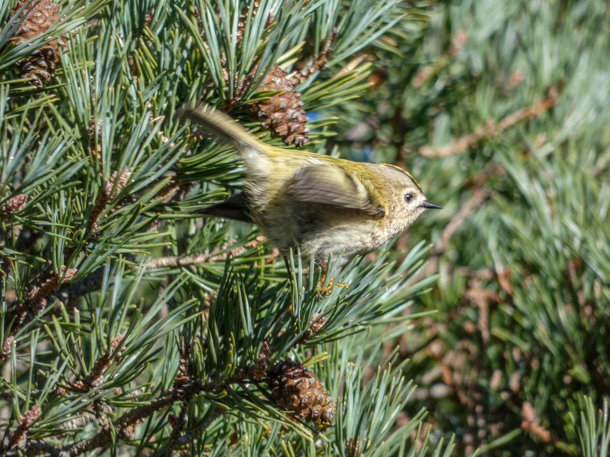 Шар мэлзэн задуулай - ML646181616