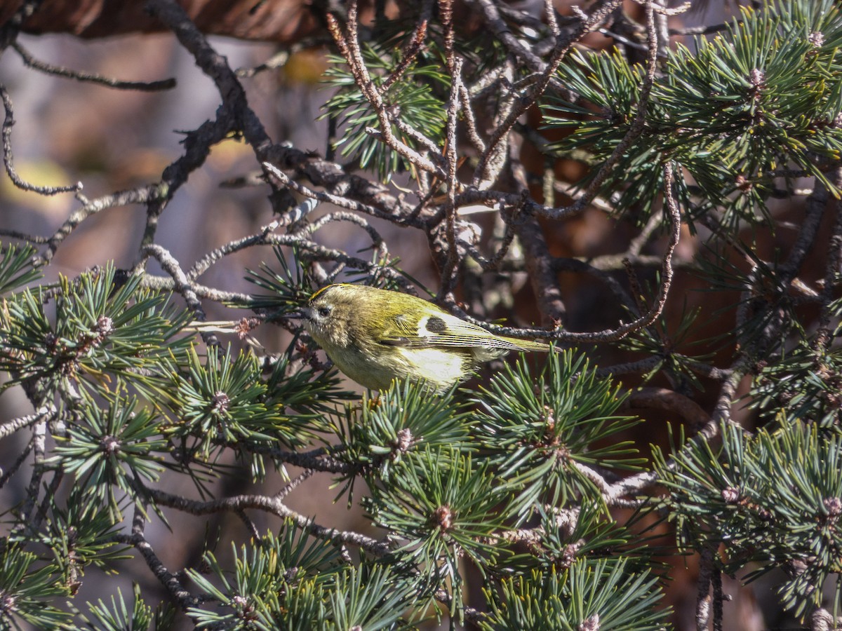 Шар мэлзэн задуулай - ML646181617
