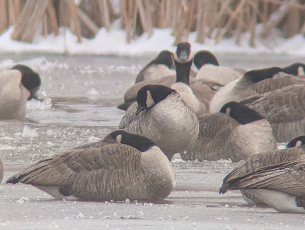 Cackling Goose - ML646181626