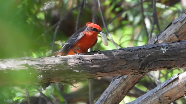 Vermilion Flycatcher (Northern) - ML646181627