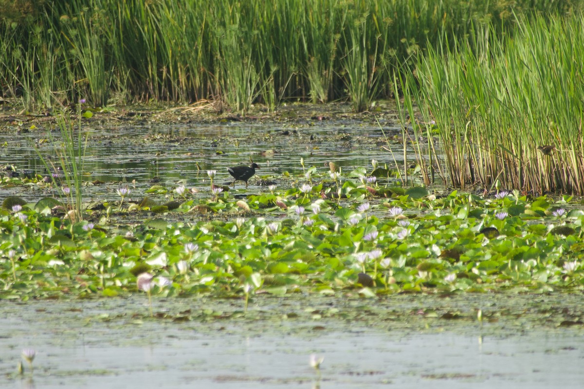 Eurasian Moorhen - ML646181629
