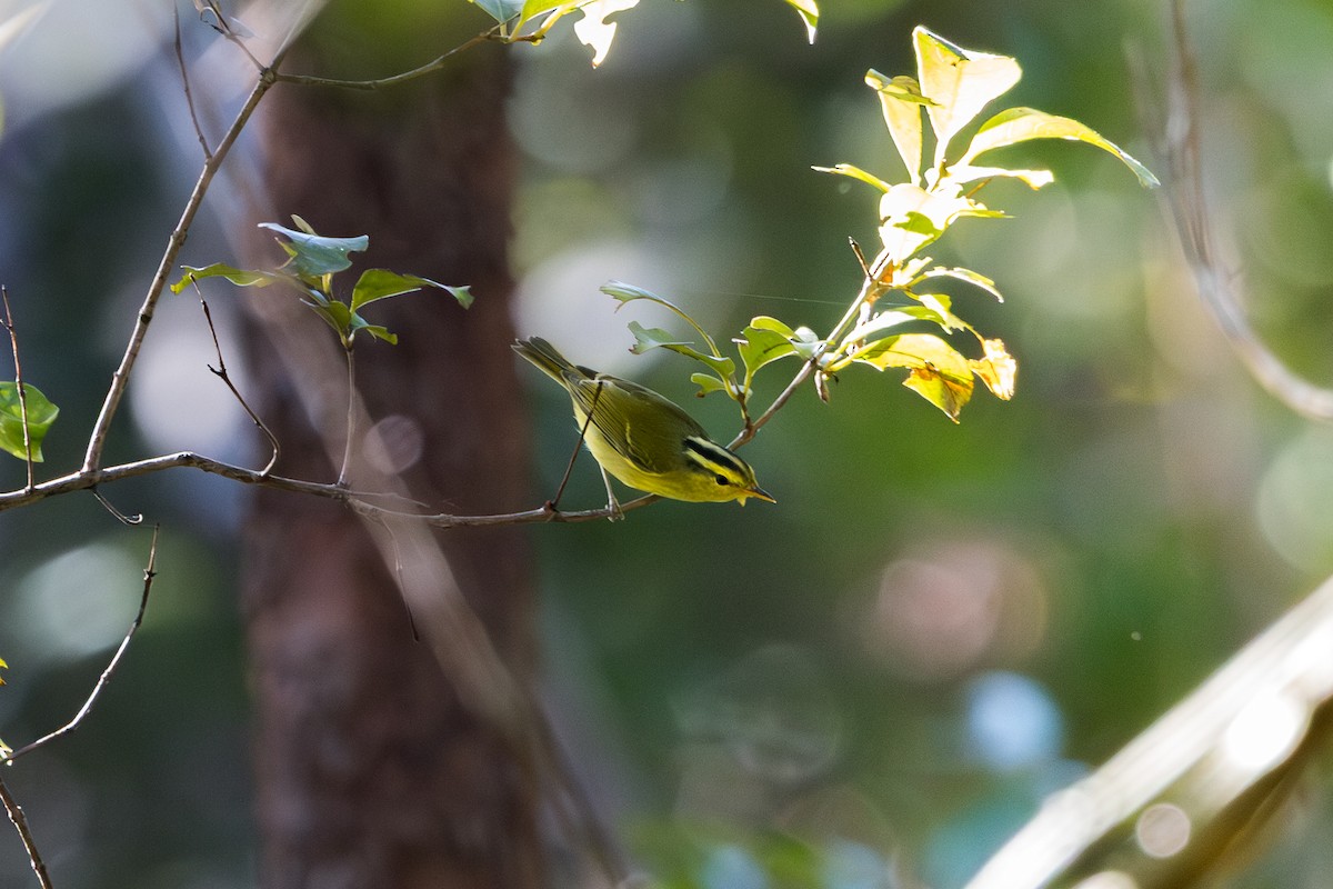 Sulphur-breasted Warbler - ML646181630