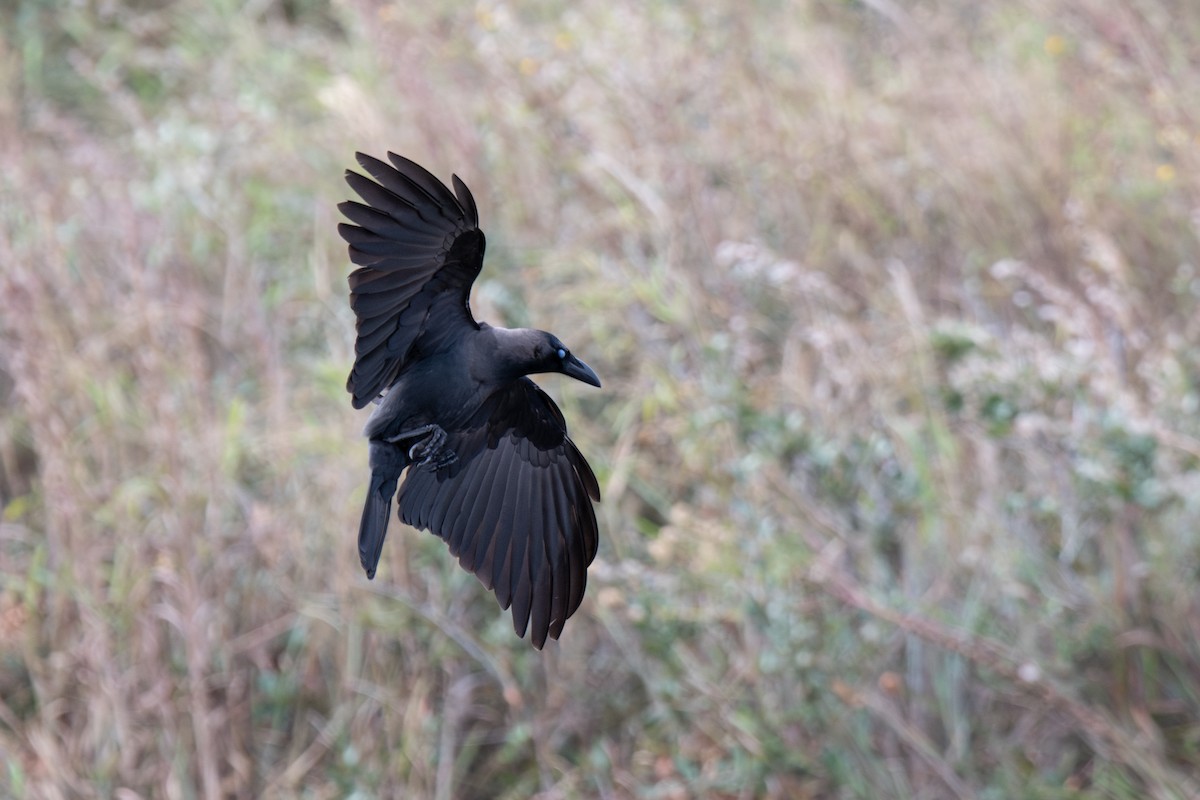 House Crow - ML646181636