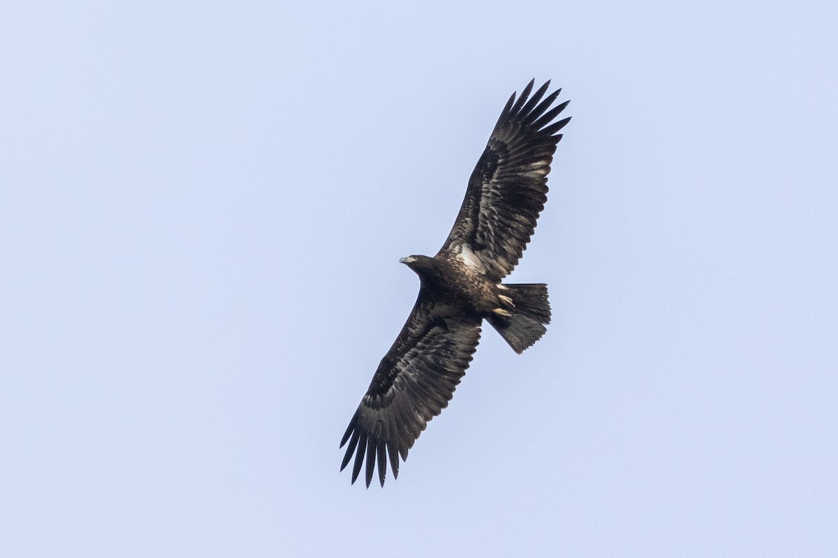 Bald Eagle - ML646181641