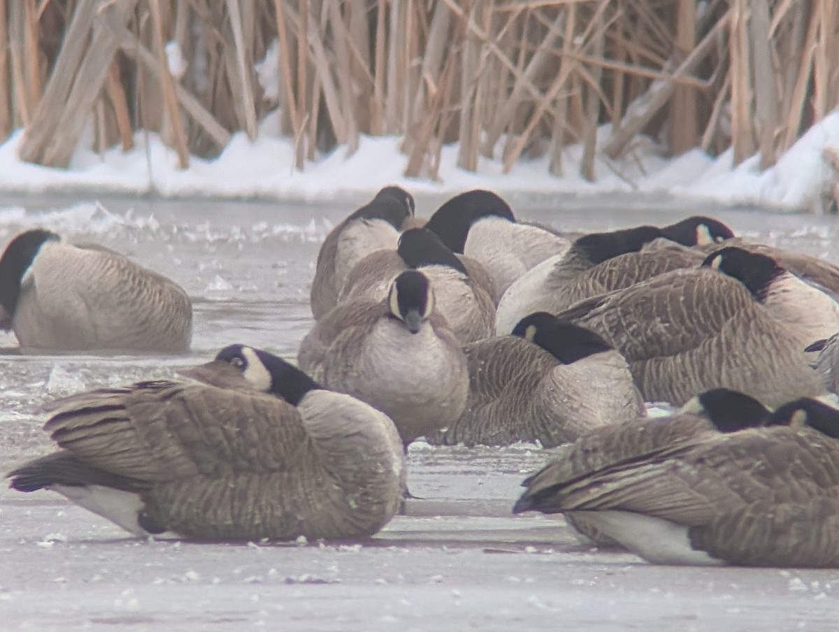 Cackling Goose - ML646181649