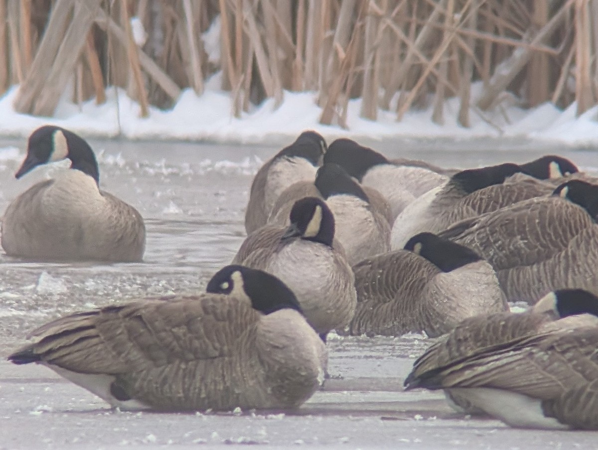 Cackling Goose - ML646181651