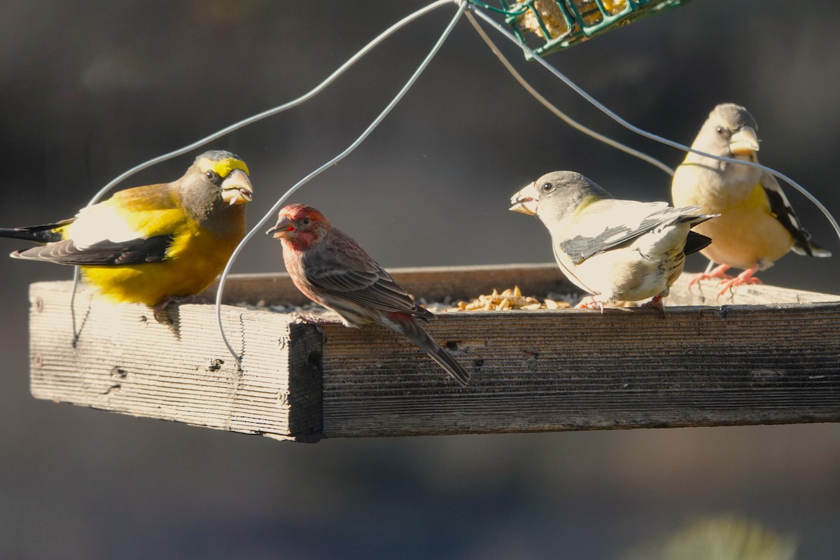 Evening Grosbeak - ML646181652