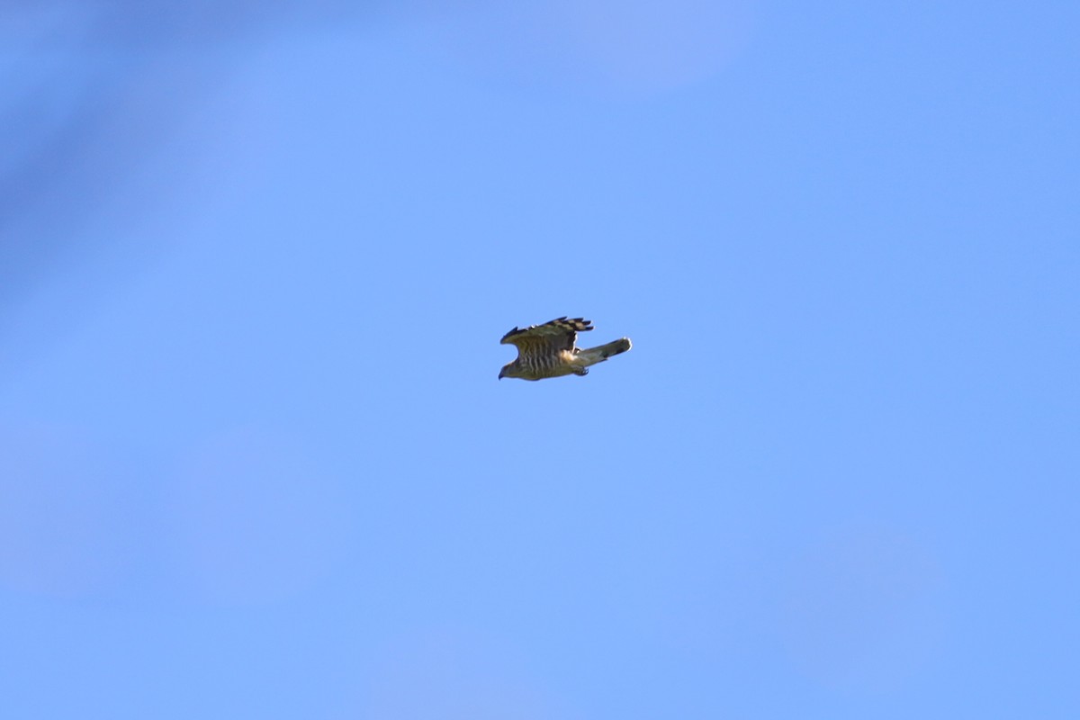 Jerdon's Baza - ML646181669