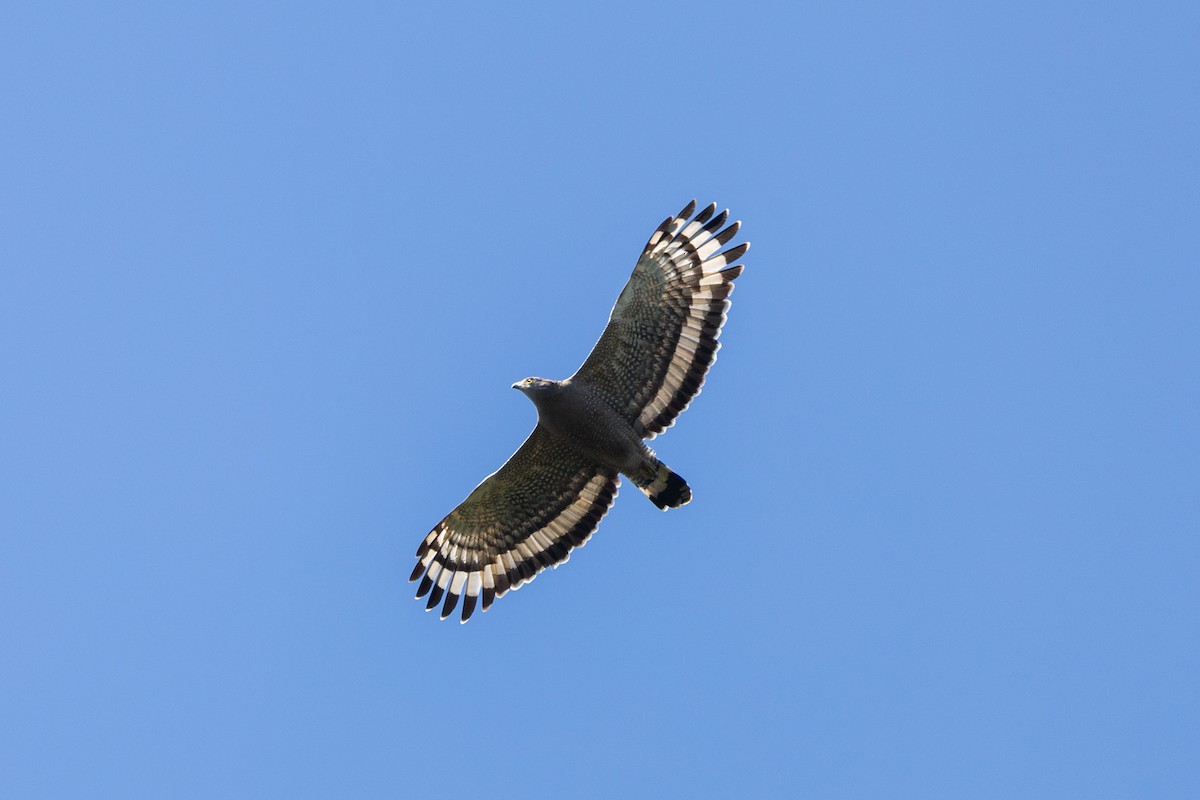 Crested Serpent-Eagle - ML646181670