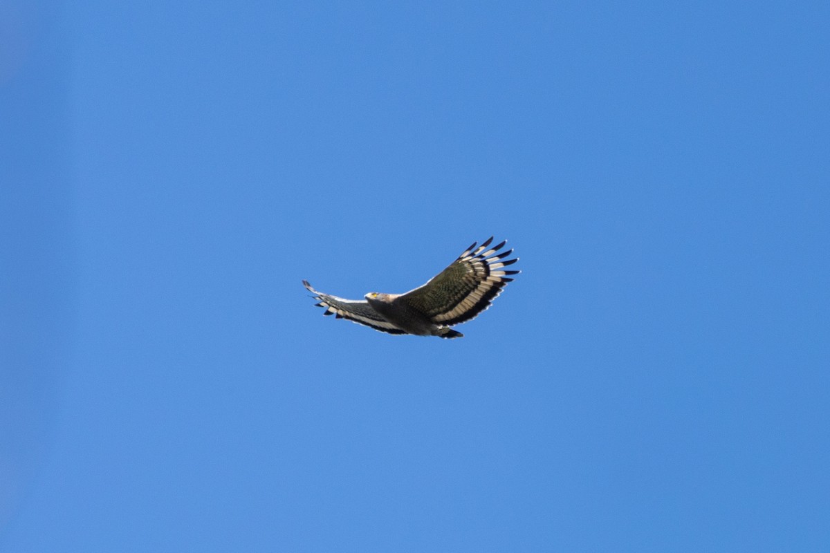 Crested Serpent-Eagle - ML646181671