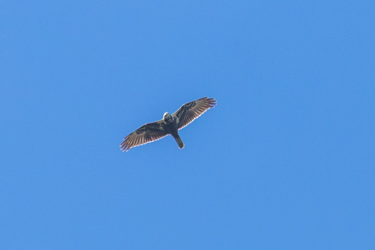 Eastern Marsh Harrier - ML646181689