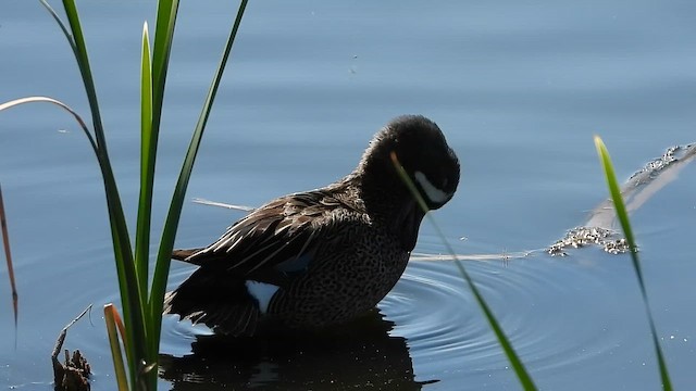 Blue-winged Teal - ML646181691