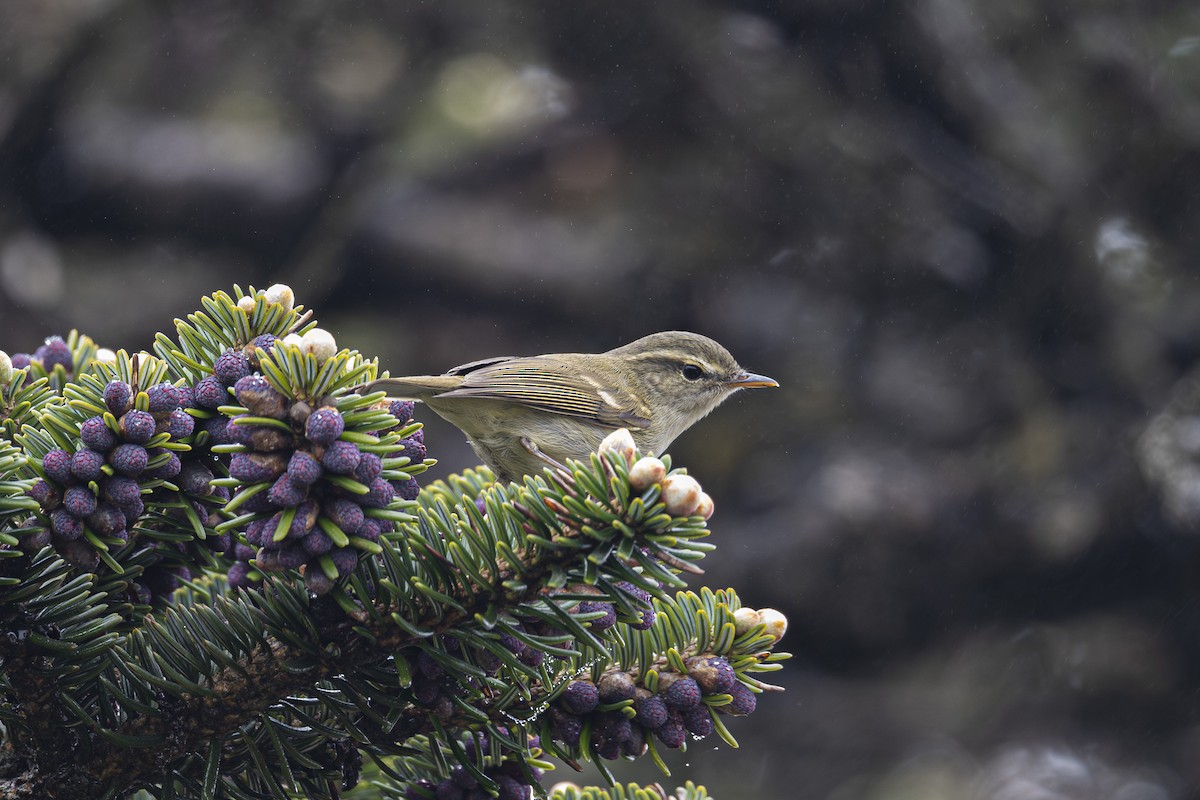 Greenish Warbler - ML646181693