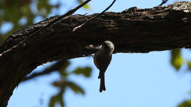 Bushtit (melanotis Group) - ML646181695