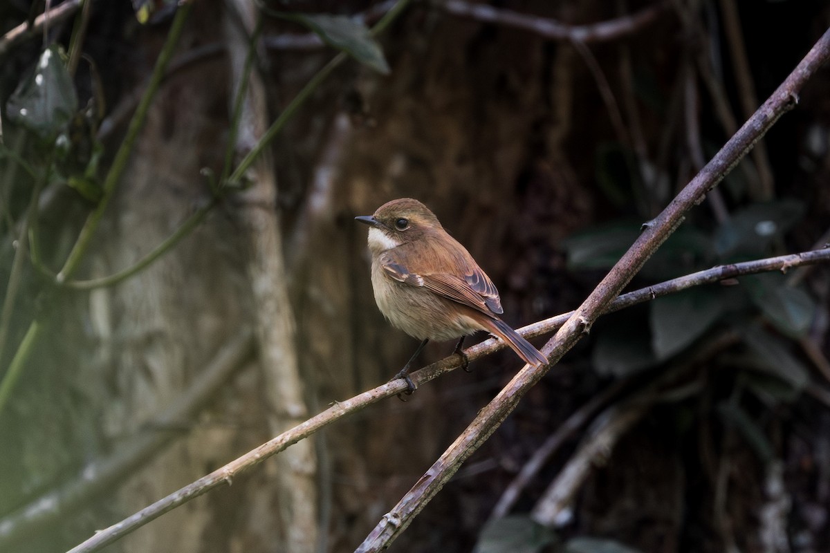 Gray Bushchat - ML646181698