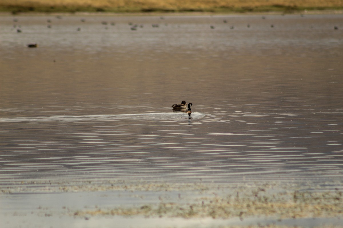 White-tufted Grebe - ML646181699