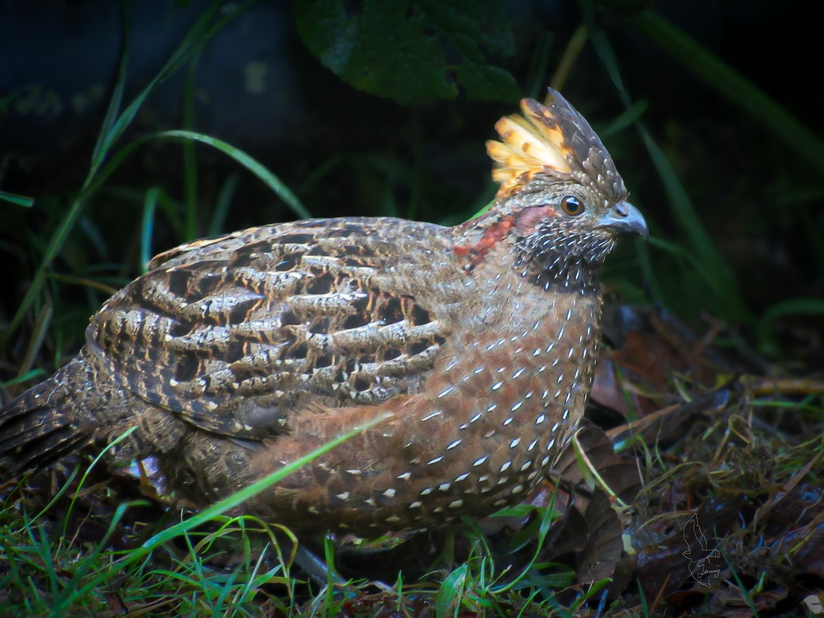 Corcovado Goteado - ML646181703