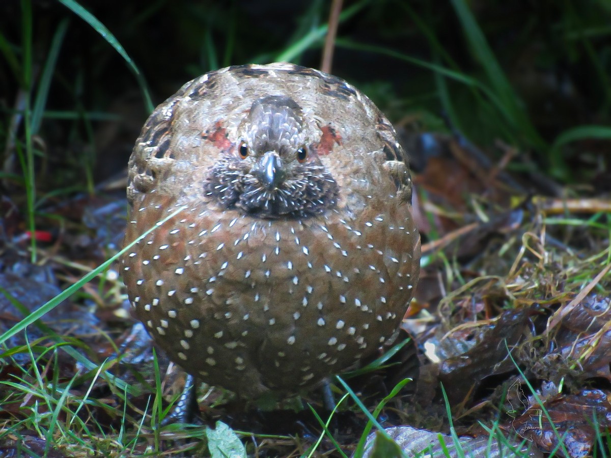 Corcovado Goteado - ML646181704
