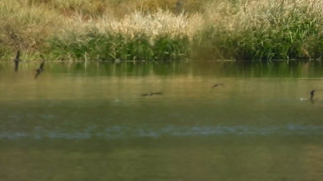 Vaux's Swift - ML646181705