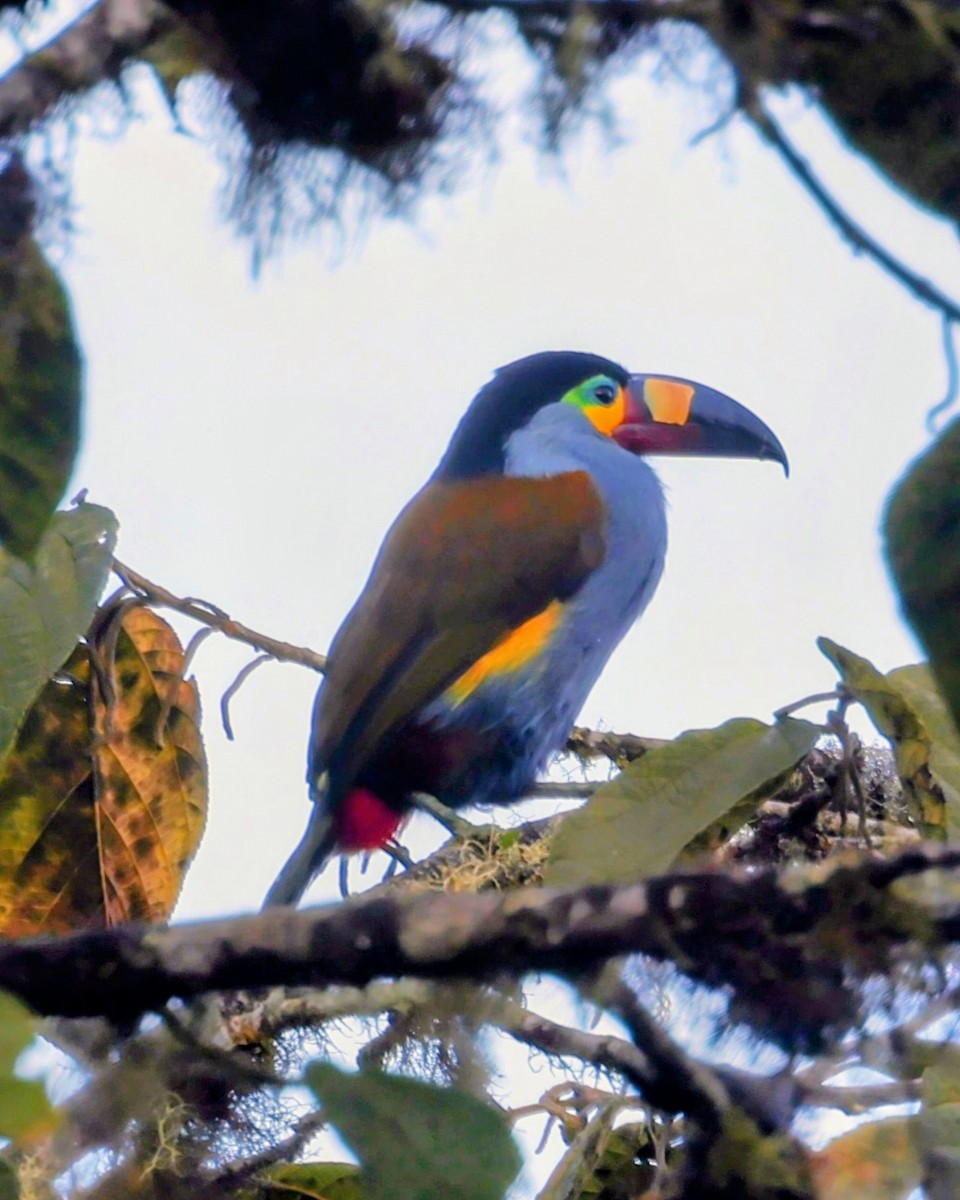 Plate-billed Mountain-Toucan - ML646181715