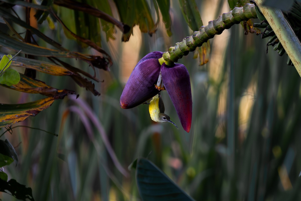 Little Spiderhunter - ML646181730