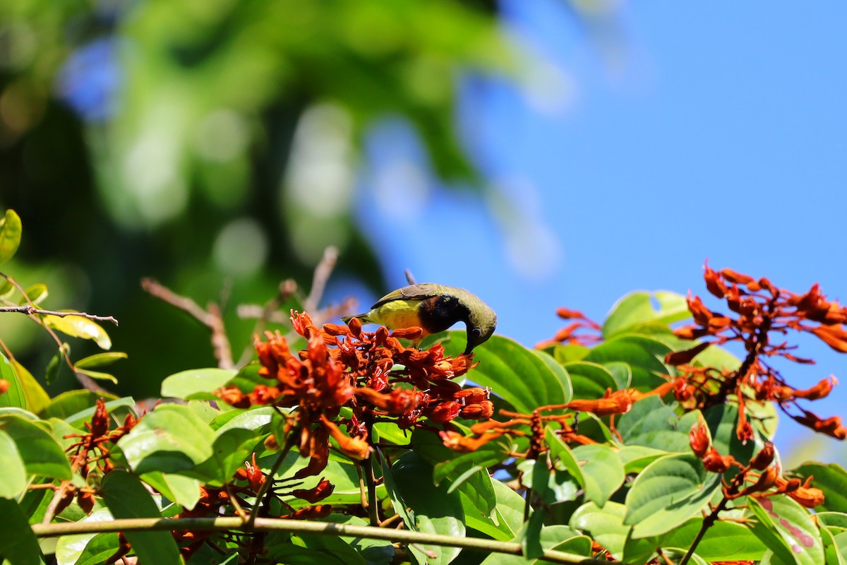 Ornate Sunbird - ML646181733