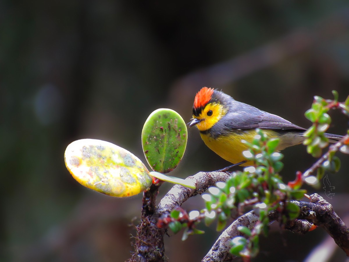 Collared Redstart - ML646181735