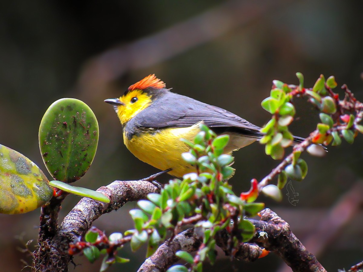 Collared Redstart - ML646181736