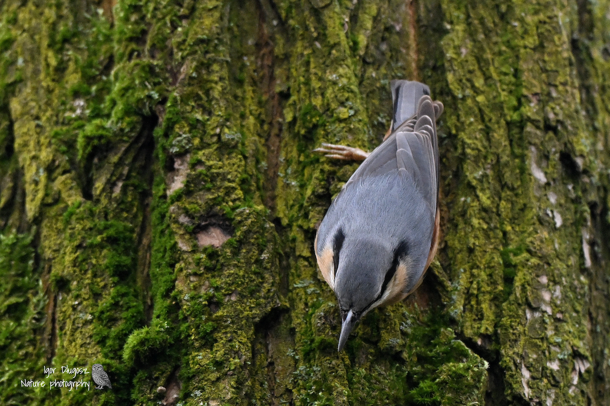 סיטה אירופית - ML646181737