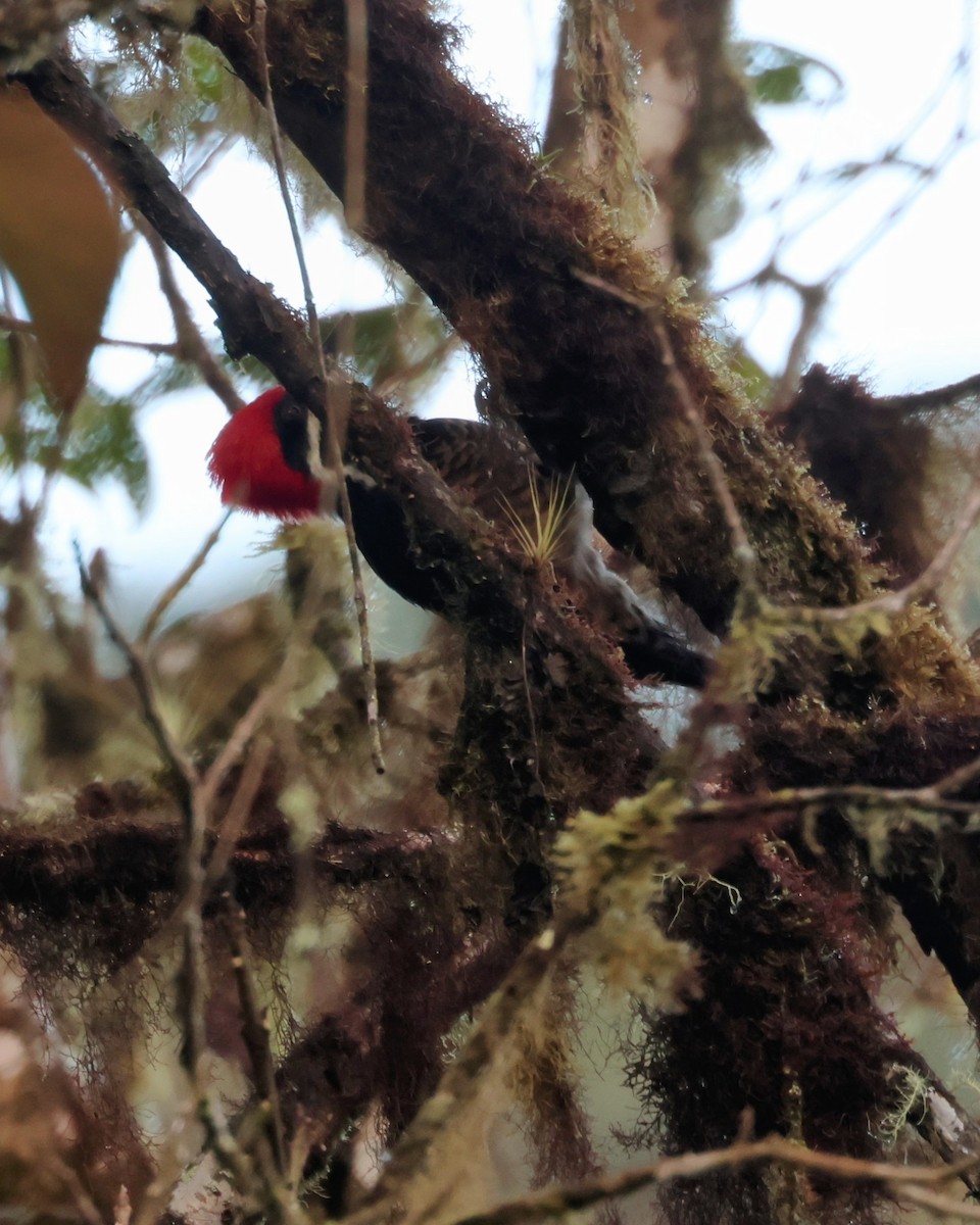 Powerful Woodpecker - ML646181741