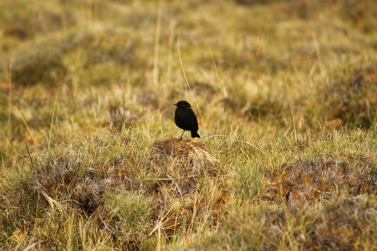 Andean Negrito - ML646181743
