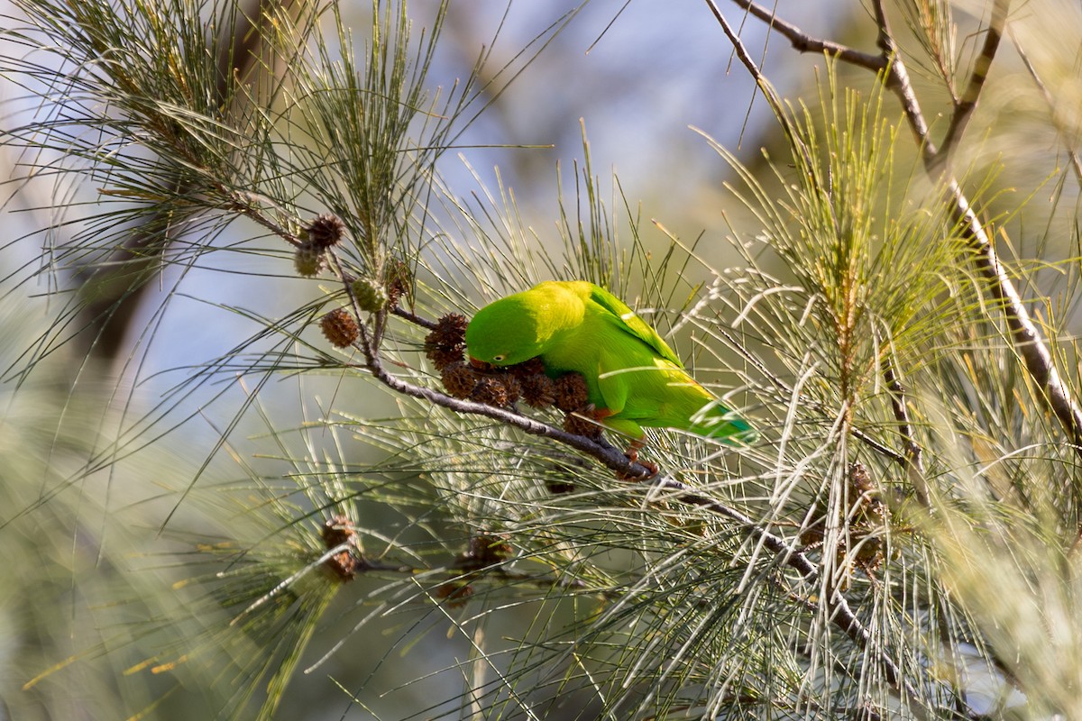 Vernal Hanging-Parrot - ML646181746