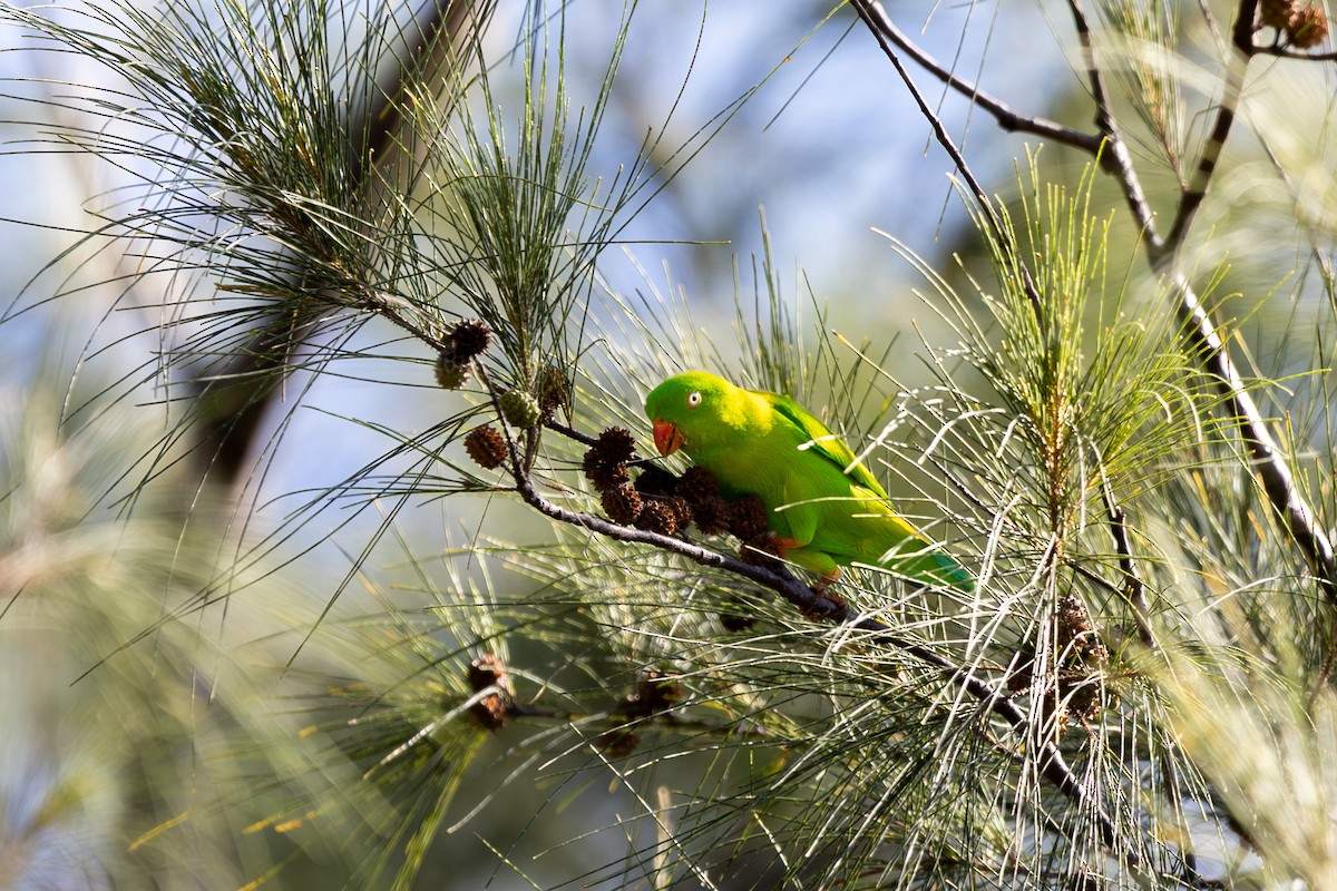 Vernal Hanging-Parrot - ML646181747