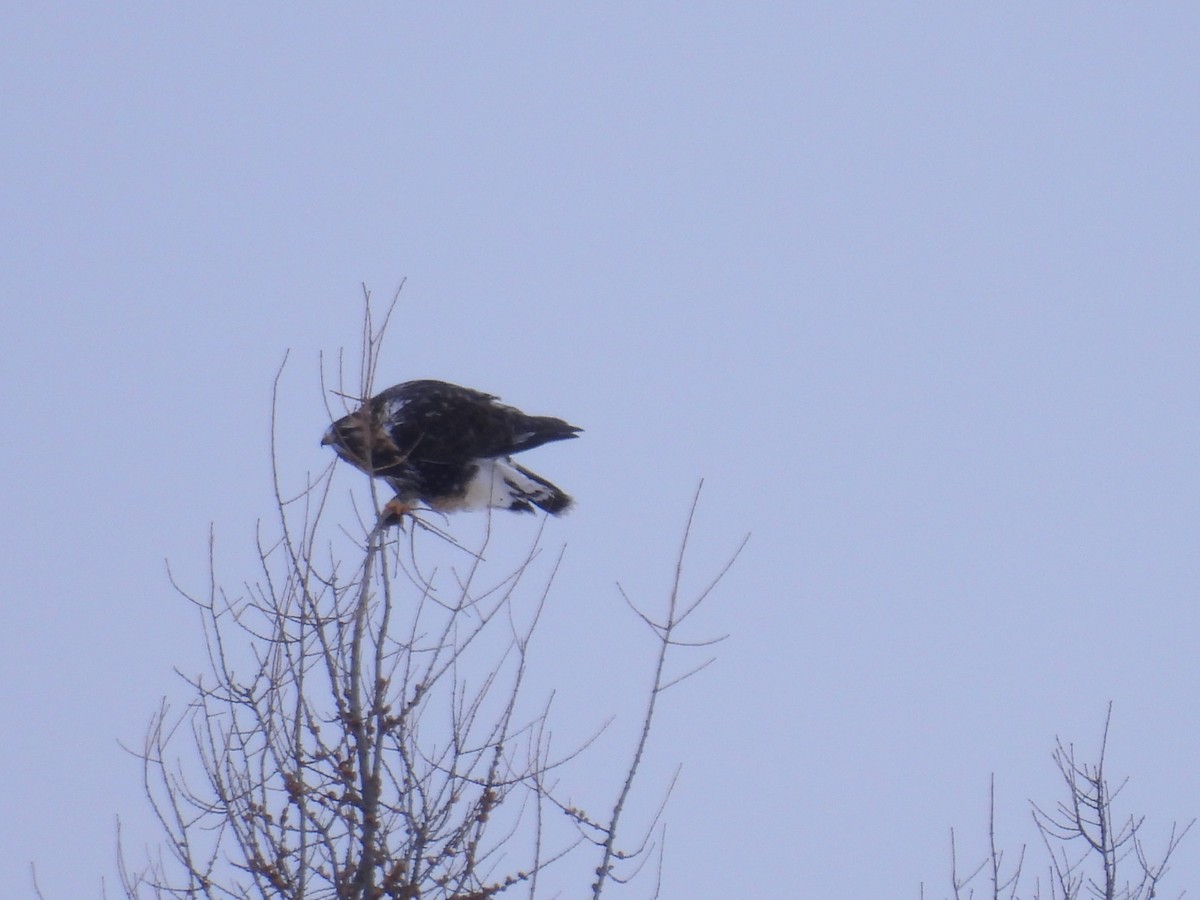 Rough-legged Hawk - ML646181754